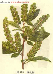 中草药大全―排钱树