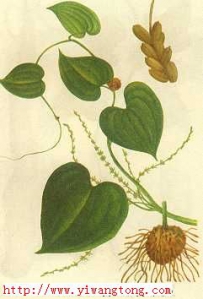 化痰止咳药―黄药子