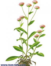 中草药大全―岗边菊