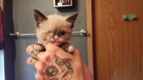 独眼海盗猫（7张）