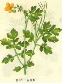 中草药大全―白屈菜