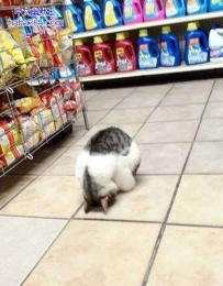 你要想吃猫粮，就给我乖乖呆在这
