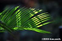铁树的养殖养护知识