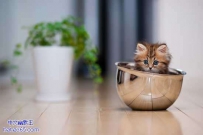 萌猫一只（11张）