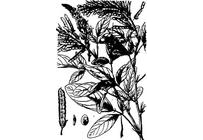 中草药大全―假地豆