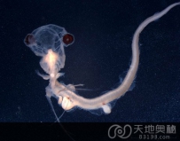 世上最怪异的动物：幽灵鲨和“吸血鬼”
