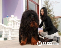 世界上最大的藏獒王,媲美狮子