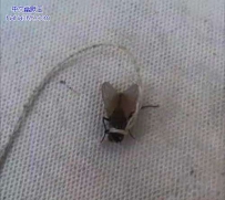 带我的新宠物出来溜溜