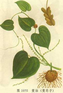 中草药大全―黄药子