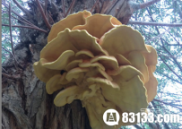 新疆发现特大柳树菇：被誉为抗癌食品