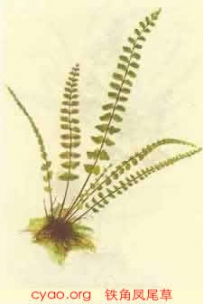 中草药大全―铁角凤尾草
