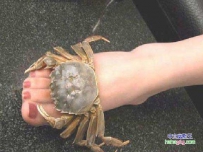 新款凉鞋