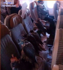 中东“土豪”为12只老鹰买票乘飞机 旅客看呆