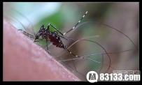 全球危险小生物排行 看完令人脊背发凉