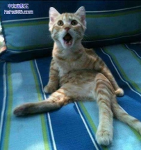 猫儿你看到了什么