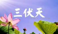 头伏如何养生吃什么