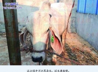 山东:“怪牛”长猪耳朵 背部似骆驼