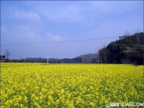 立春庄稼怎样防倒伏