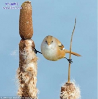 小鸟枝头劈叉做“体操”