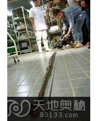 日本发现世界最长眼镜蛇被乱棍打死（图）