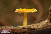 你确认这是蘑菇吗（24张）