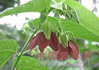 中草药大全―昂天莲