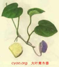 中草药大全―大叶青木香