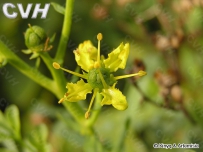 中草药大全―芸香