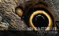 盘点自然界中11大伪装高手（图）