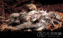 英国海岛上发现数百万只恐怖的“杀手老鼠”（图）