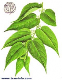 中草药大全―山黄麻