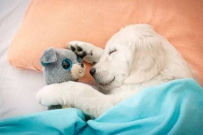 你知道最佳的睡眠温度吗？