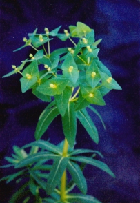 中草药大全―狼毒