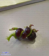 艰辛的生长历程