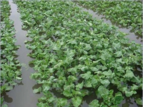 阴雨天油菜烂根死苗的防治技巧