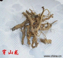 中草药大全―穿地龙