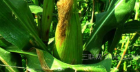 玉米种植