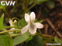 中草药大全―鸡腿堇菜