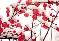 2013大寒是什么意思
