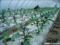 立春如何管理蔬菜