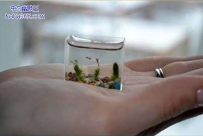 袖珍水族馆（4张）