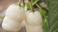 人参果的种植技术