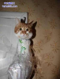 愚蠢的人类，你给本喵记住啊！
