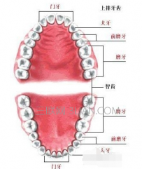 人有多少颗牙齿
