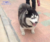 小哈，你该减肥了！