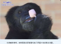 巴西酷热难耐 老虎猩猩大口啃美味棒冰消暑