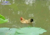 谁说鸡不会游泳了？