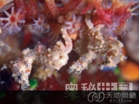 盘点2009年最奇特的8种新物种（图）