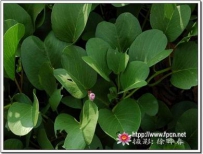 中草药大全―马鞍藤