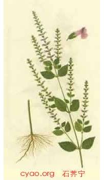 中草药大全―荠宁